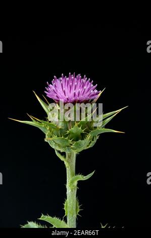 Mariendistel, Silybum marianum Stock Photo