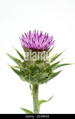 Mariendistel; Silybum marianum Stock Photo