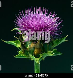 Mariendistel; Silybum marianum Stock Photo