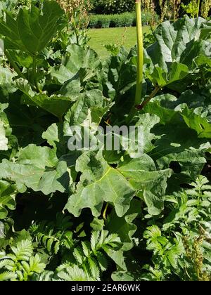 Medizinal-Rhabarber  Rheum, palmatum, heilpflanze Stock Photo