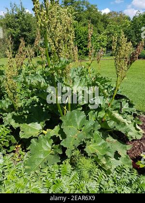 Medizinal-Rhabarber  Rheum, palmatum, heilpflanze Stock Photo