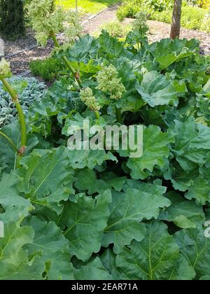 Medizinal-Rhabarber, Rhabarber, Rheum, palmatum Stock Photo