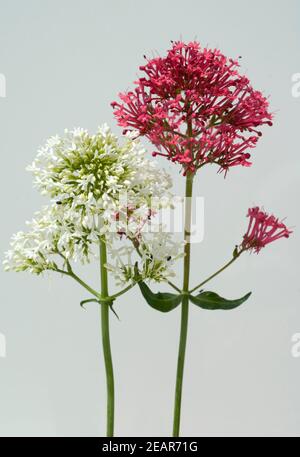 Spornblume, Centranthus, ruber, alba, Albus Stock Photo