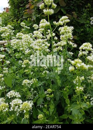 Spornblume  Blume, Sommerblume, Centranthus, weisse, alba Stock Photo