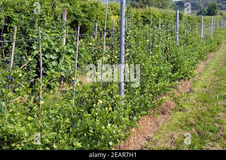 Stachelbeere  Ribes  uva-crispa  Strauch Stock Photo