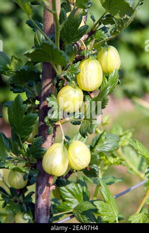 Stachelbeere  Ribes  uva-crispa  Strauch Stock Photo
