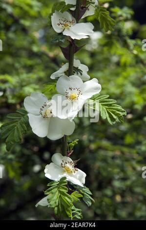 Stacheldrahtrose Stock Photo