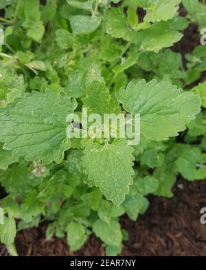 Melisse, Weisse, Nepeta, cataria, ssp citriodora, Kraeuter, Heilpflanze Stock Photo