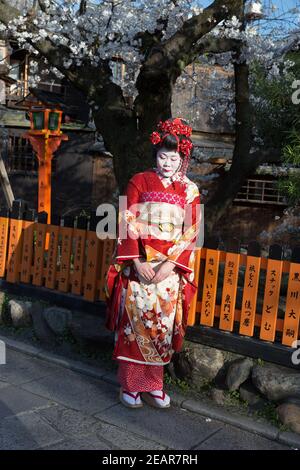 Kyoto Japan Woman dressed as Geisha poses with Cherry Blossoms on Shirakawa-minami Dori