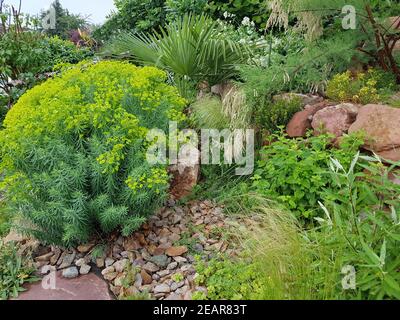 Steingarten, Steppenwolfsmilch, Euphorbia, seguieriana Stock Photo