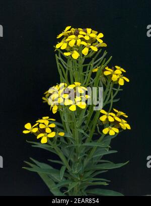 Goldlack, Cheiranthus Cheiri, Schoeterich Stock Photo