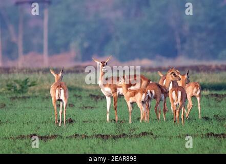 Blackbuck/Indian Antelope Stock Photo
