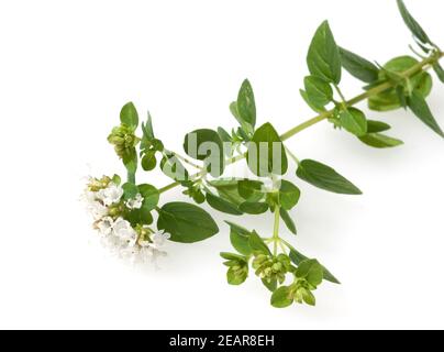 Goldmajoran, Gold-Majoran, Majoran, Origanum vulgare, Heilpflanzen, - Stock Photo