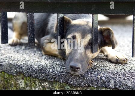 Streunende hi-res photography and images - Alamy