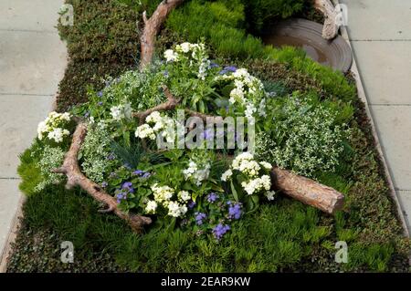 Grabbepflanzung, Mitchella, repens, Rebhuhnbeere, Zwerg-Kiefer Stock Photo