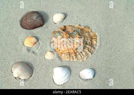 Muschelschalen, sandstrand Stock Photo