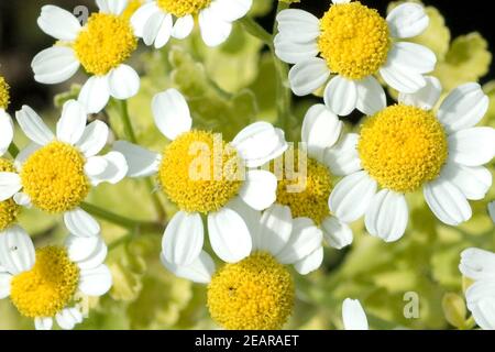 Mutterkraut; golden; Tanacetum parthenium Stock Photo