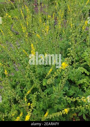 Odermenning  Agrimonia, Eupatoria  Agrimony Stock Photo