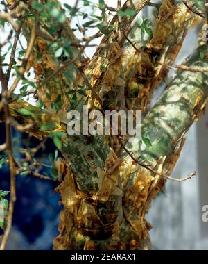 Myrrhenstrauch, Commiphora dulcis, Stock Photo