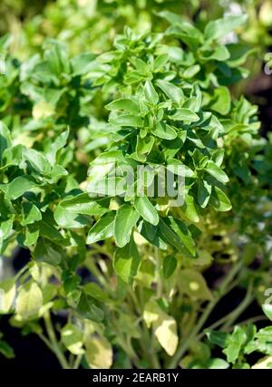 Griechisches Strauchbasilikum  Ocimum species Stock Photo