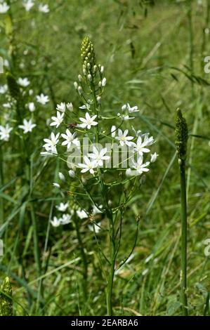 Astlose, Graslilie, Anthericum liliago, Stock Photo