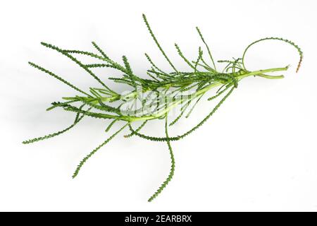 Olivenkraut, Santolina viridis