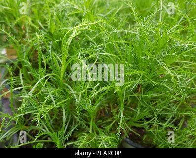 Olivenkraut, Santolina, viridis Olivenkraut, Santolina, viridis