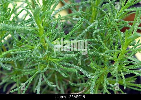 Olivenkraut, Santolina viridis Olivenkraut, Santolina viridis