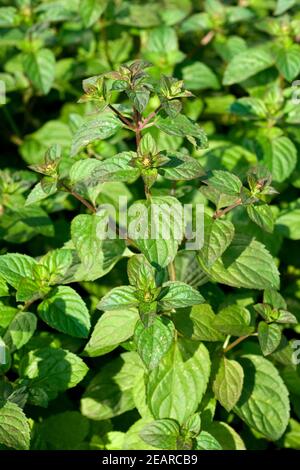 Bergamotte Minze, Orangenminze, Heilpflanzen Stock Photo Alamy
