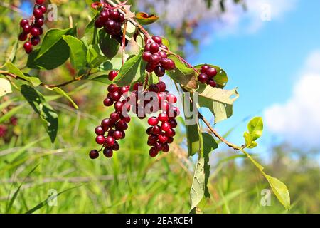 Ripe chokecherries hang on a branch against a blue sky Stock Photo