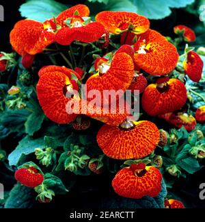 Pantoffelblume, Calceolaria Stock Photo