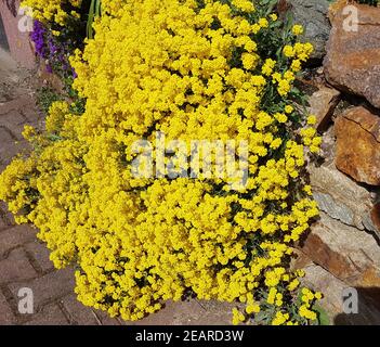 Steinkraut  Golden  Alyssum  saxatile Stock Photo