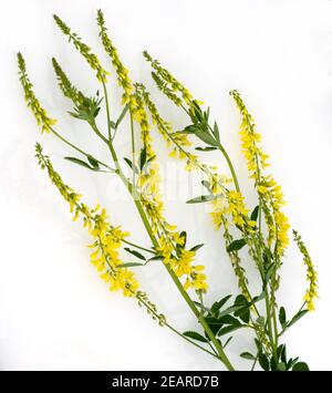 Steinklee, Melilotus officinalis Stock Photo