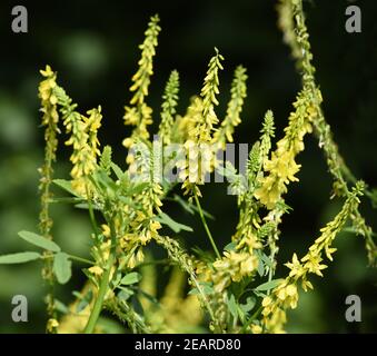 Steinklee, Melilotus, officinalis Stock Photo