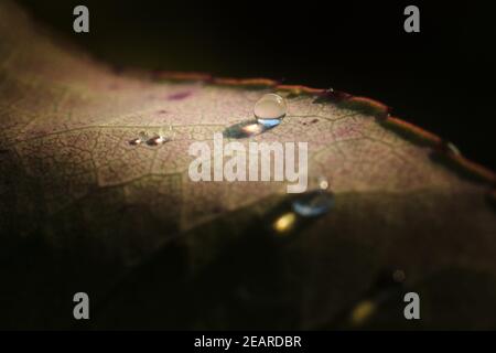 Glimmering Water Droplets on Multicolored Leaf After Rainstorm Stock Photo