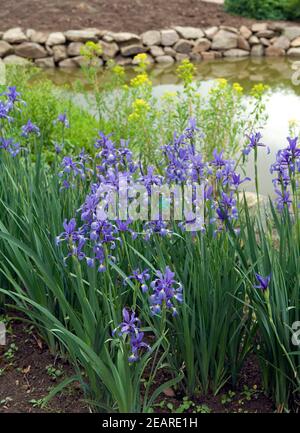 Steppen-Schwertlilie Stock Photo