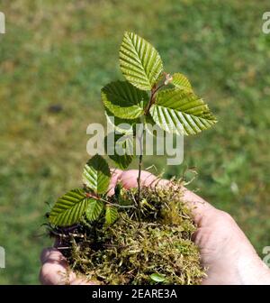 Hainbuchensproessling, Hainbuche, Carpinus  betulus Stock Photo
