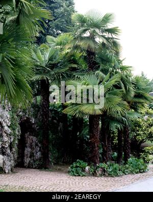 Hanfpalme  Trachycarpus fortunei