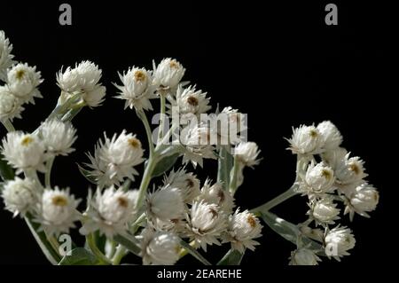 Perlkoerbchen  Anaphalis  triplinervis Stock Photo