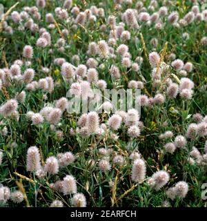 Hasen-Klee  Trifolium arvense