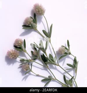Hasen-Klee Trifolium arvense Hasen-Klee Trifolium arvense