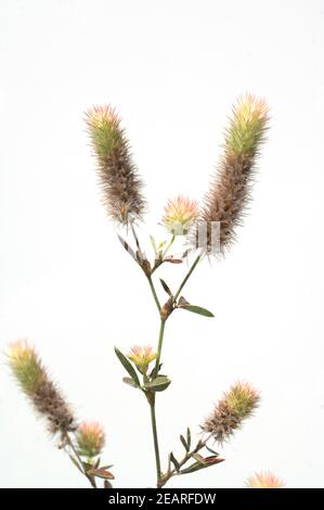 Hasenklee, Trifolium arvense, Maeuseklee