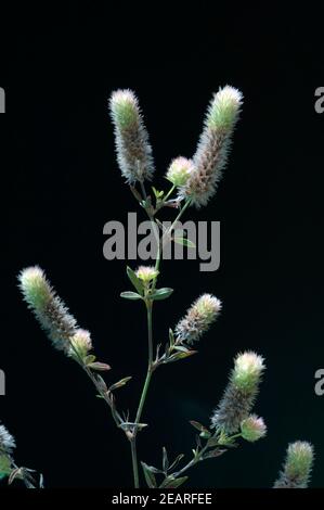 Hasenklee  Trifolium arvense  Maeuseklee