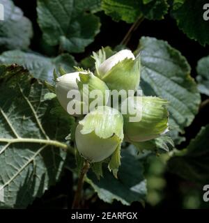 Haselnuesse Stock Photo