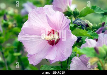 Straucheibisch Hibiscus syriacus, Scharonrose, Syrischer Eibisch