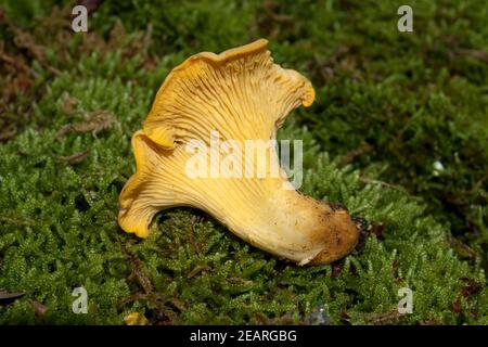 Pfifferlinge, Pfifferling, Eierschwamm, Cantharellus, cibarius Stock Photo