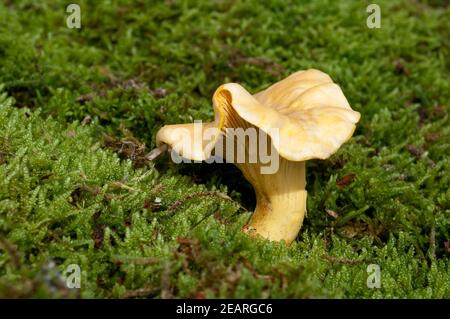 Pfifferlinge, Pfifferling, Eierschwamm, Cantharellus, cibarius Stock Photo