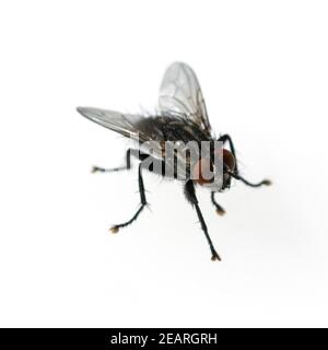 Stubenfliege  Musca domestica Stock Photo