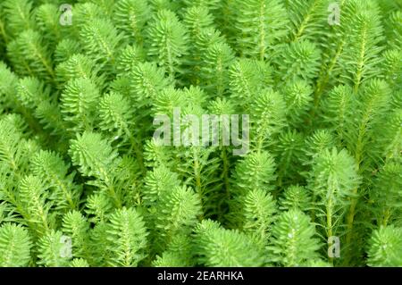 Tausendblatt, Myriophyllum, aquaticum Stock Photo