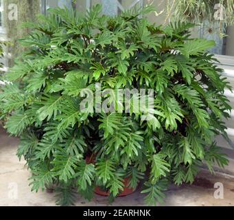 Philodendron, Xanadu Stock Photo